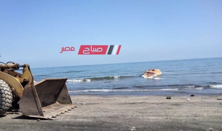 العثور على حيوان بحري نافق على سواحل مدينة عزبة البرج بدمياط .. فيديو وصور