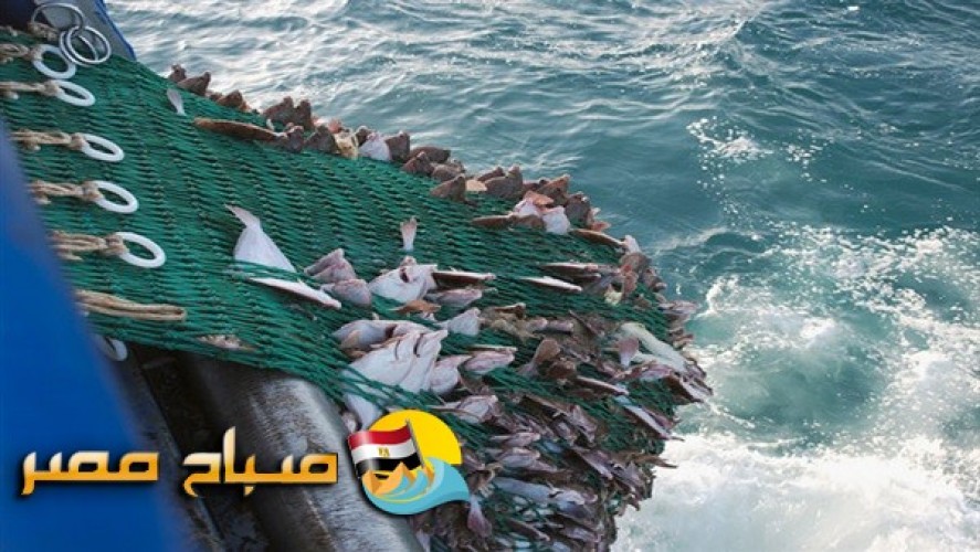 ضبط سلع غذائية منتهية الصلاحية وأسماك فاسدة بالقليوبية
