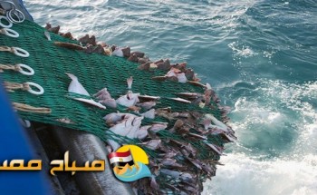 ضبط سلع غذائية منتهية الصلاحية وأسماك فاسدة بالقليوبية