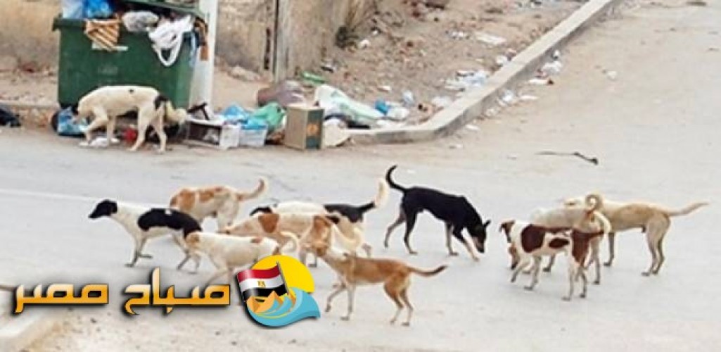 كلاب ضالة تعقر أطفال بحي النخيل فى بالإسكندرية