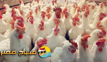 اسعار الدواجن البلدي والمجمدة اليوم الخميس 22-2-2018 بالاسكندرية