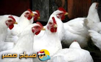 أسعار الدواجن والبيض اليوم الأثنين 6-11-2017 بمحافظة الاسكندرية
