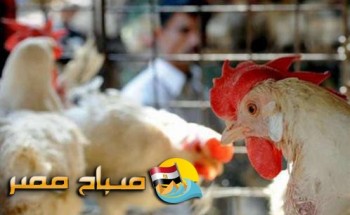 أسعار الدواجن البلدي والبيضاء اليوم الثلاثاء 16-10-2018 بالإسكندرية
