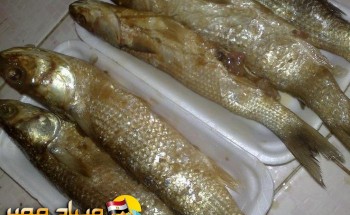 ضبط أكثر من مائة كيلو أسماك مملحة فاسدة بالإسكندرية