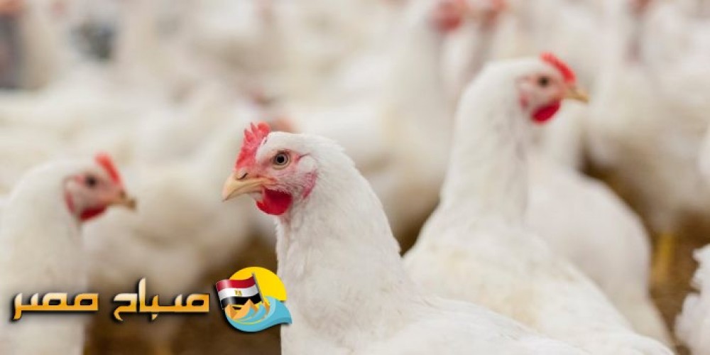 رئيس محلية دمنهور: تفقد لجنة أنفلونزا الطيور 42 مزرعة و تحرير 10 محاضر للمزارع المخالفة