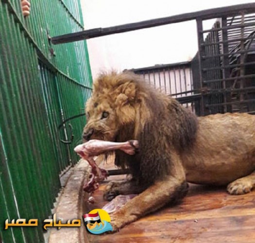 حديقة الحيوان بالاسكندرية تنفي اهمالها لعلاج الأسد (سامبا) وتوضح الحقيقة