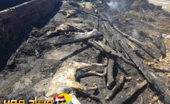 حريق هائل بمزرعة ماشية يسفر عن نفوق 14 رأس بالدقهلية .. صور
