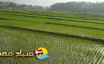 تموين و تجارة دمياط : معاينه المضارب لتوريد الأرز الشعير للموسم الجديد