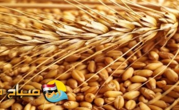الإنتهاء من موسم حصاد القمح بنطاق محافظة البحيرة