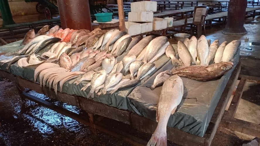 طرح 13 صفقة من انتاج مزارع الرطمة للاسماك المتميزة بدمياط “ننشر التفاصيل”