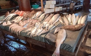 أسعار الأسماك اليوم الأثنين 12-11-2018 بالإسكندرية