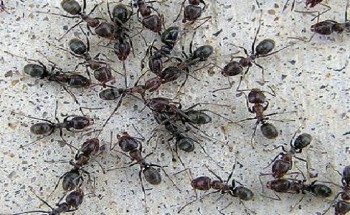 طرق طبيعية للتخلص من النمل فى المنزل