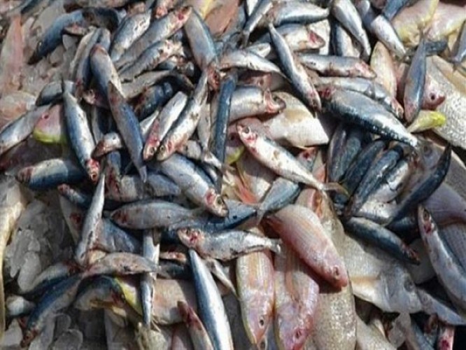 ضبط كمية من الاسماك الفاسدة داخل مطعم مأكولات بحرية شهير بدمياط