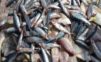 ضبط كمية من الاسماك الفاسدة داخل مطعم مأكولات بحرية شهير بدمياط