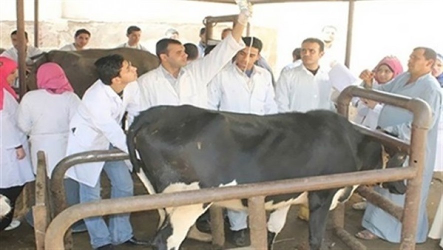 محافظ كفرالشيخ يتابع الحملة القومية الأولى للتحصين ضد مرض جدري الماشية وجدري الضأن لعام 2019