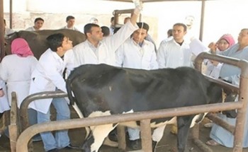 محافظ كفرالشيخ يتابع الحملة القومية الأولى للتحصين ضد مرض جدري الماشية وجدري الضأن لعام 2019