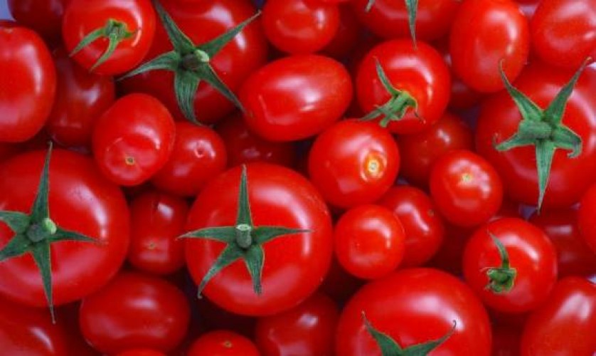 حظر استيراد تقاوي الطماطم “023” بسبب إصابتها بفيروس