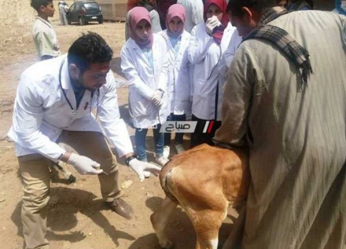 إنطلاق قافلة بيطرية مجانية لعلاج الحيوانات بقرية بدمياط