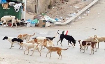 انتشار الكلاب الضالة بقرى ومدن دمياط تثير غضب المواطنين