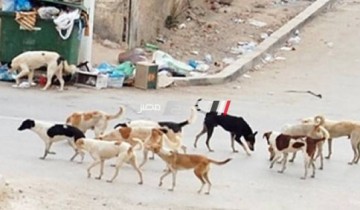 انتشار الكلاب الضالة بقرى ومدن دمياط تثير غضب المواطنين