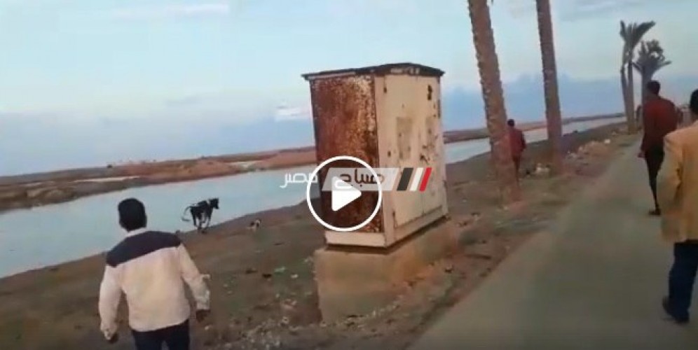 بالفيديو محلية دمياط تطارد المواشي المنتشرة في شطا و رئيس الوحدة : مصادرة ما سيتم ضبطه