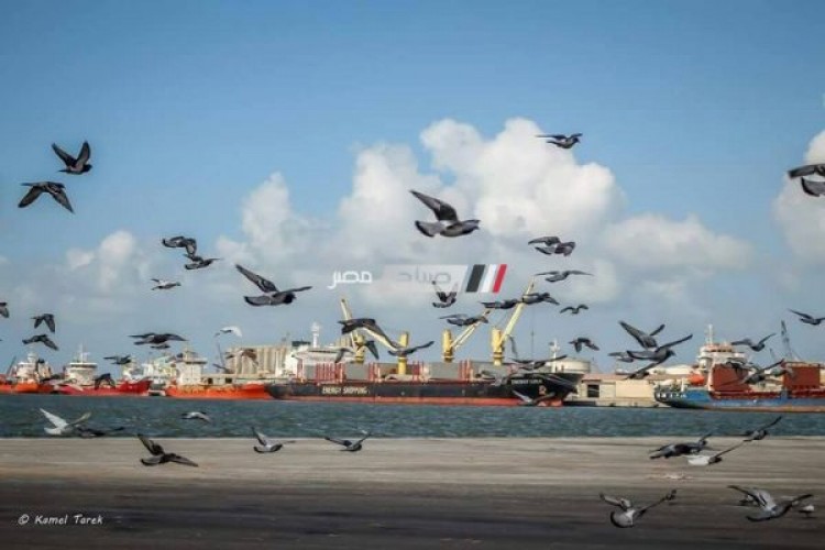 بالرغم من الطقس السيئ 114 سيارة نقل تغادر ميناء دمياط بحمولة 5558 طن قمح