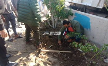 زراعة 300 شجرة و عمل أحواض من الزهور برأس البر بالتعاون مع المجتمع المدني … صور