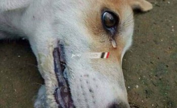 صورة دموع كلب مسموم تثير غضب المواطنين بالإسكندرية
