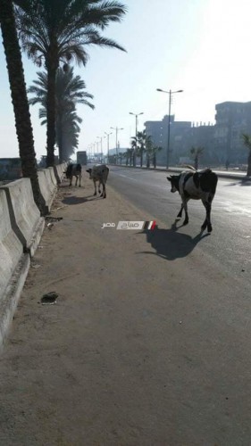 مواشي ضالة تشوه شوارع راس البر و الاهالي: هجرنا المدينة بسببها (صور)