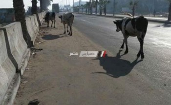 مواشي ضالة تشوه شوارع راس البر و الاهالي: هجرنا المدينة بسببها (صور)