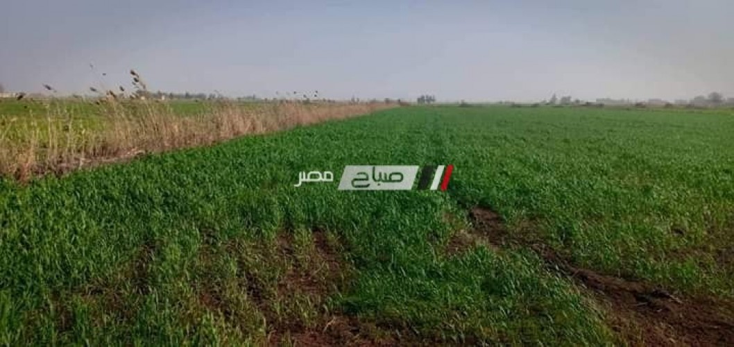 وكيل الزراعة ببورسعيد يتفقد الحقول الإرشادية لمحصول القمح