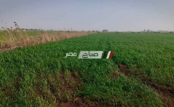 وكيل الزراعة ببورسعيد يتفقد الحقول الإرشادية لمحصول القمح