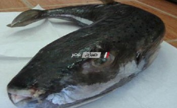 مركز سموم الاسكندرية يحذر من تناول أسماك (القراض)