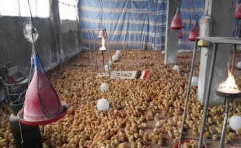 بالصور وكيل وزارة الزراعة بدمياط يتفقد مزرعة الانتاج الداجني بمركز كفر سعد