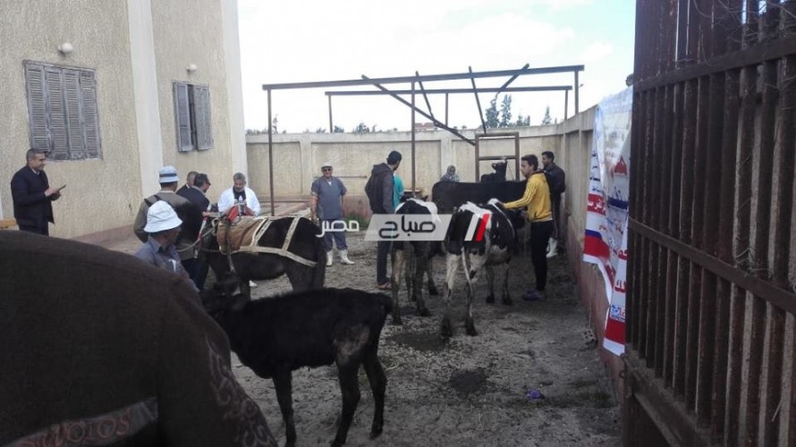 محافظ دمياط: فحص 200 راس ماشية ضمن فعاليات القافلة البيطرية لخدمة صغار المربيين