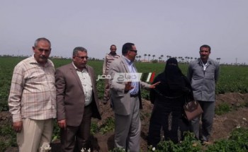 وكيل زراعة دمياط يتفقد زراعات البطاطس بمركز كفر سعد
