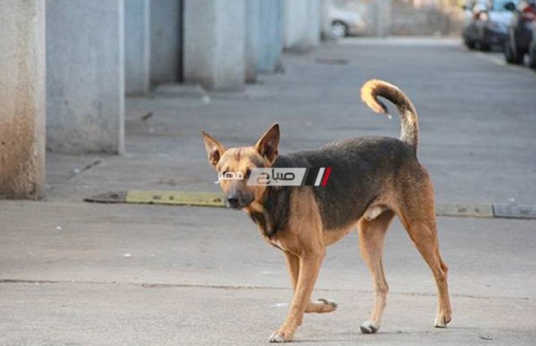 كلب مسعور يعقر 36 شخص بالإسكندرية