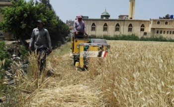 بنسبة معدل انتاجية 21.9 أردب/فدان … زراعة دمياط تحتفل بيوم حصاد القمح بمركز فارسكور