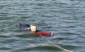 الدمايطة ينقذون جاموسة من الغرق سقطت في مياه نهر النيل هربا  من حرارة الجو… صور