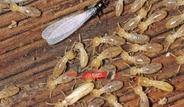 تفسير حلم النمل الابيض في المنام 