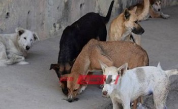 بسبب الكلاب تعليم دمياط تصدر بيان حول الاجراءات اللازم اتباعها … صورة