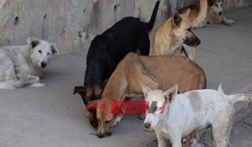 الكلاب الضالة تثير الرعب لسكان مدينة رأس البر