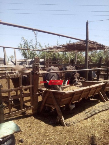 رغم اقتراب عيد الأضحى .. الركود يصيب أسواق الماشية في دمياط (صور)