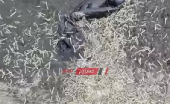 تفاصيل انتشار الديدان في أحد شواطئ الإسكندرية