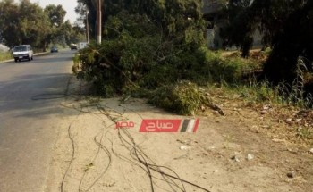 بالصور سقوط شجرة كافور على طريق بدمياط وانقطاع الكهرباء عن مدينة