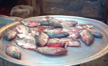 تعرف على حقيقة بيع أسماك بلطي نافقة داخل أسواق الإسكندرية