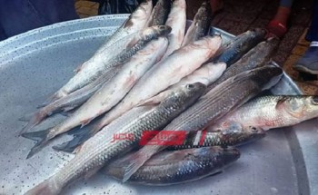 أسعار كل الانواع السمك في مصر النهاردة الإثنين