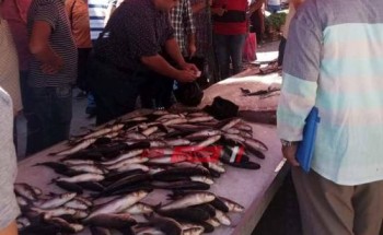 بالصور.. انخفاض أسعار الأسماك داخل أسواق محافظة الإسكندرية