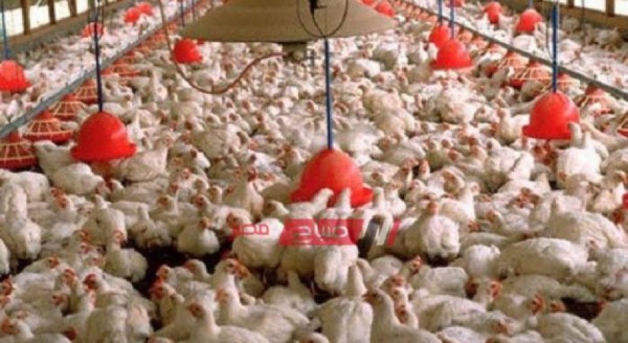 أسعار الدجاج بالكيلو للمجمد والطازج في مصر اليوم الأحد 17-10-2021