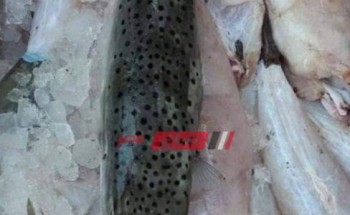 ضبط أسماك غير صالحة للاستهلاك الآدمي بأسواق الاسكندرية